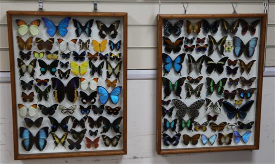 Entomological Interest: Four hardwood framed and mounted displays of butterfly specimens, collected from the 1980s onwards, largest fr